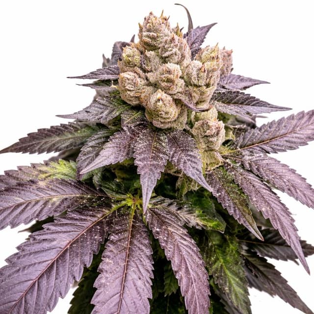 Embalaje de semillas de cannabis Cherry Chem — Royal King Seeds España