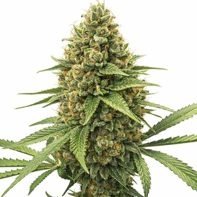 Embalaje de semillas de cannabis Chocolate Kush — Royal King Seeds España
