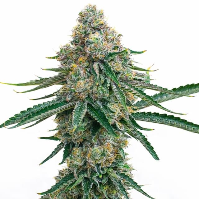 Embalaje de semillas de cannabis Colorado Bubba — Royal King Seeds España