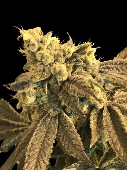 Embalaje de semillas de cannabis Cowboy Kush — Royal King Seeds España