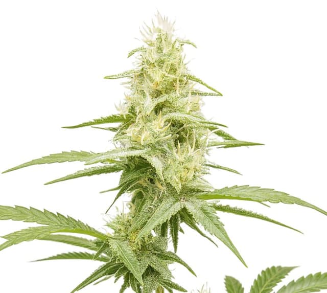 Embalaje de semillas de cannabis Critical Jack — Royal King Seeds España