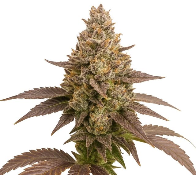 Embalaje de semillas de cannabis Critical Plus — Royal King Seeds España