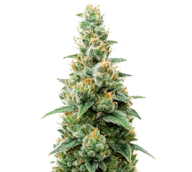Embalaje de semillas de cannabis Critical Skunk — Royal King Seeds España