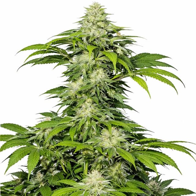 Embalaje de semillas de cannabis Crosswalker — Royal King Seeds España