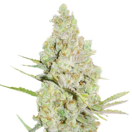 Embalaje de semillas de cannabis Crystal Coma — Royal King Seeds España