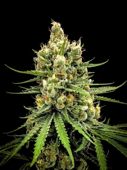 Dairy Queen Feminized