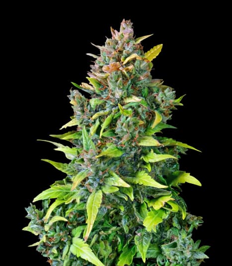 Embalaje de semillas de cannabis Dance World CBD — Royal King Seeds España