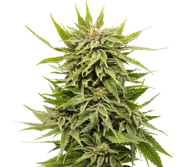 Embalaje de semillas de cannabis Dank Schrader — Royal King Seeds España
