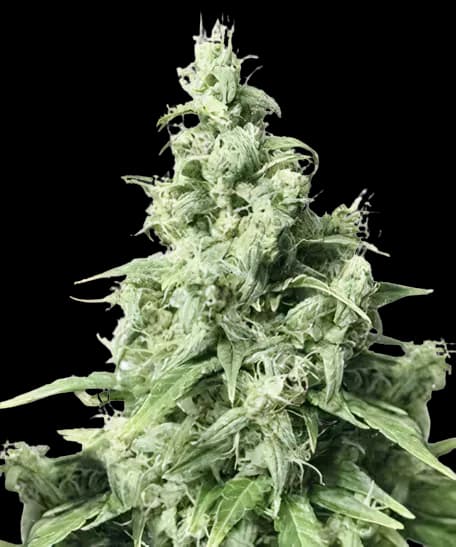 Embalaje de semillas de cannabis Diamond Valley Kush — Royal King Seeds España