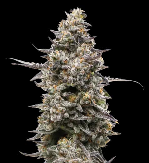 Divine CBD Feminized