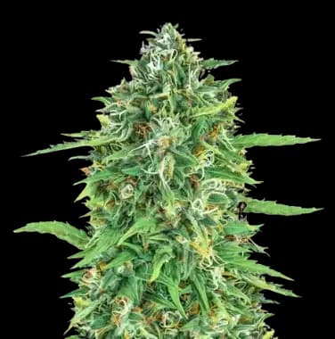 Embalaje de semillas de cannabis Dogwalker OG — Royal King Seeds España