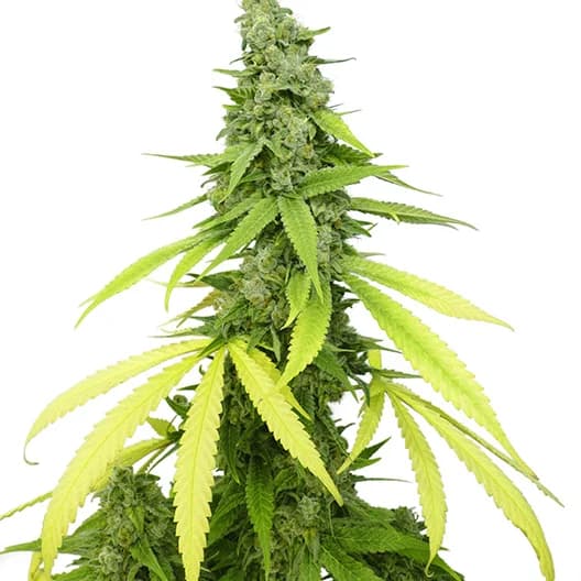 Doobiebird Daydream Feminized