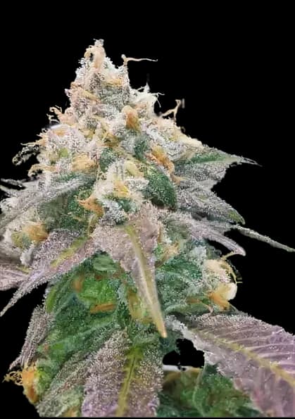Embalaje de semillas de cannabis Dream Berry — Royal King Seeds España