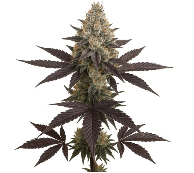 Embalaje de semillas de cannabis Dream Queen — Royal King Seeds España
