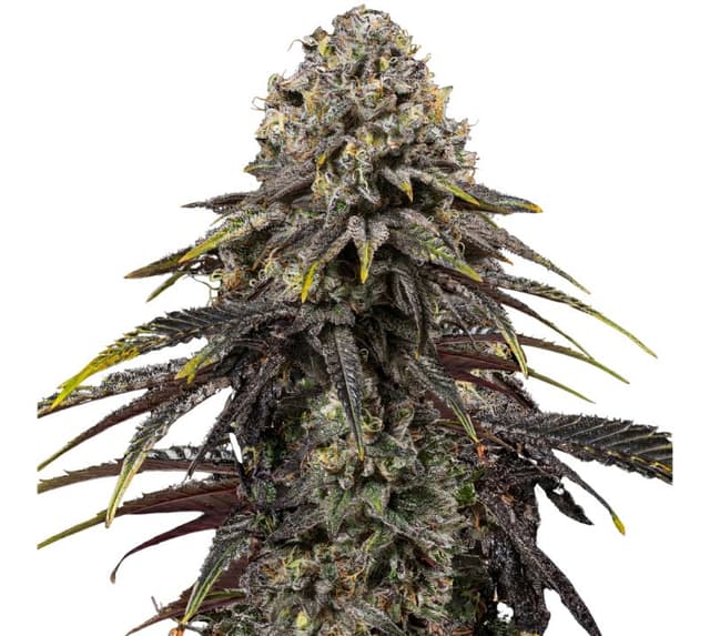 Embalaje de semillas de cannabis Dynamite Diesel — Royal King Seeds España