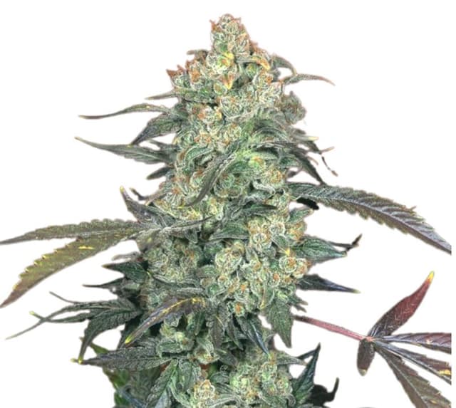 Embalaje de semillas de cannabis Ecto Cooler — Royal King Seeds España