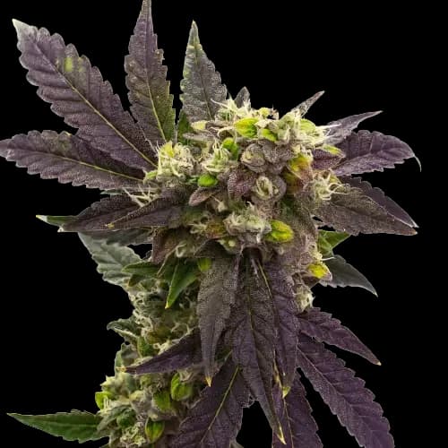 Electric Blue Feminized