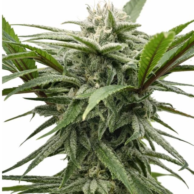 Embalaje de semillas de cannabis Ewok — Royal King Seeds España