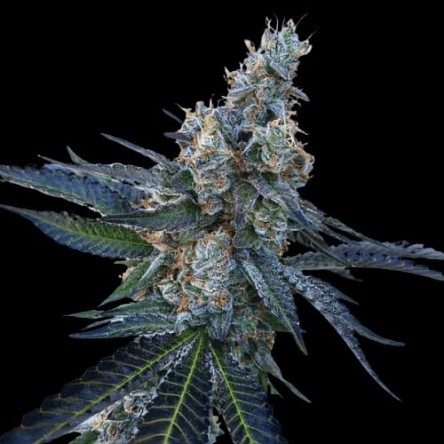 Embalaje de semillas de cannabis Faygo Red Pop — Royal King Seeds España