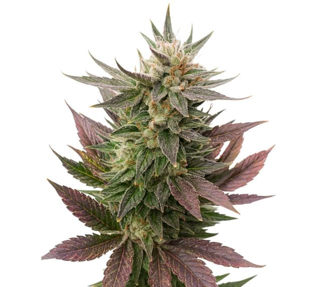 Embalaje de semillas de cannabis Fortune Cookies — Royal King Seeds España
