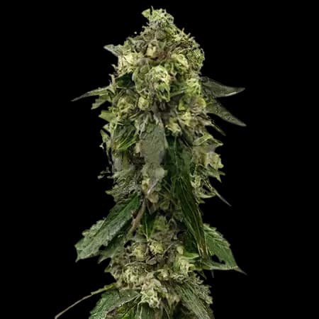 Fresh Cookies Feminized