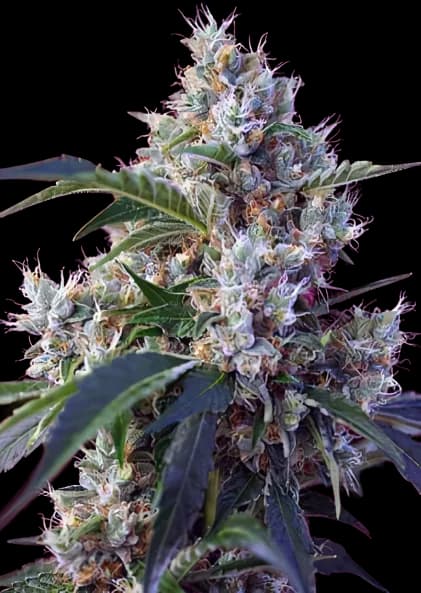 Embalaje de semillas de cannabis Fruitylicious — Royal King Seeds España