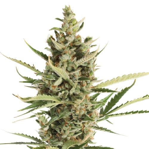Embalaje de semillas de cannabis Game Changer — Royal King Seeds España