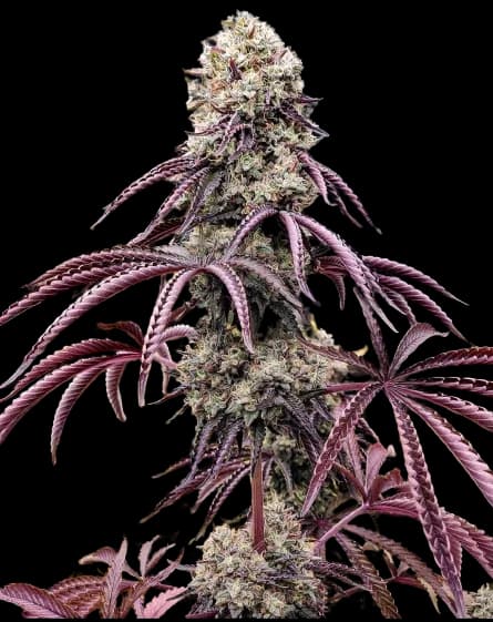 Embalaje de semillas de cannabis Georgia Pie — Royal King Seeds España