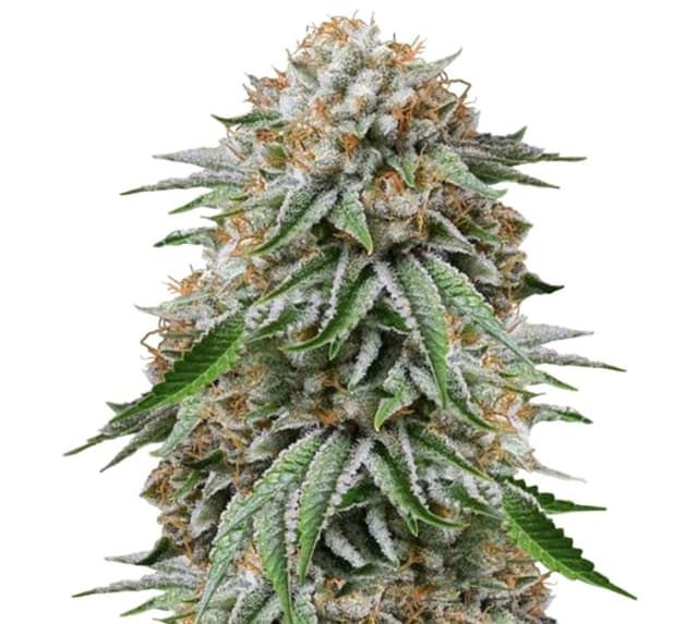 Embalaje de semillas de cannabis Go Time — Royal King Seeds España