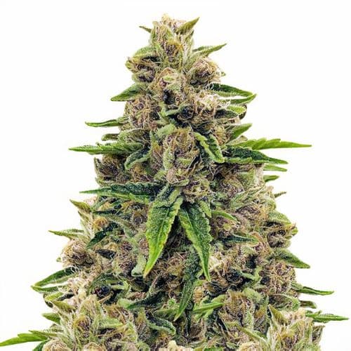 Embalaje de semillas de cannabis Godfather OG — Royal King Seeds España