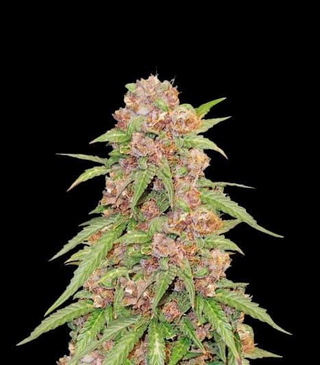 Embalaje de semillas de cannabis Godzilla Cookies — Royal King Seeds España