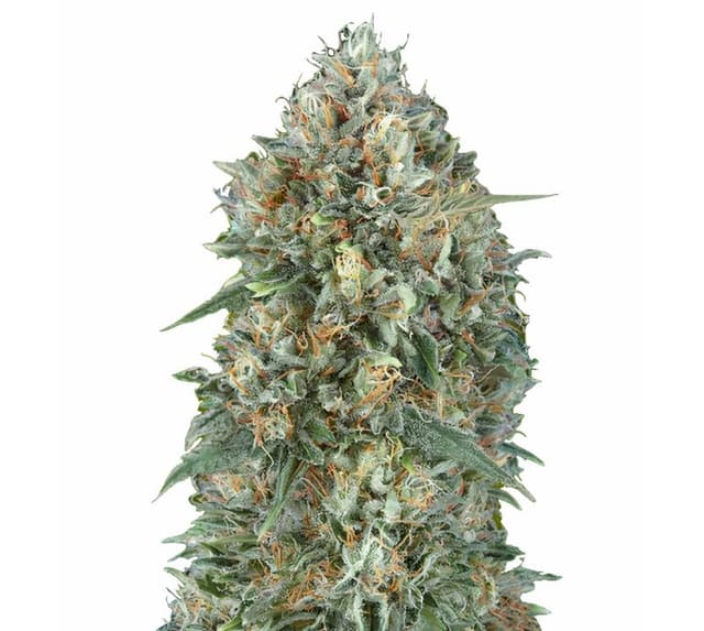 Embalaje de semillas de cannabis Goji OG Haze — Royal King Seeds España