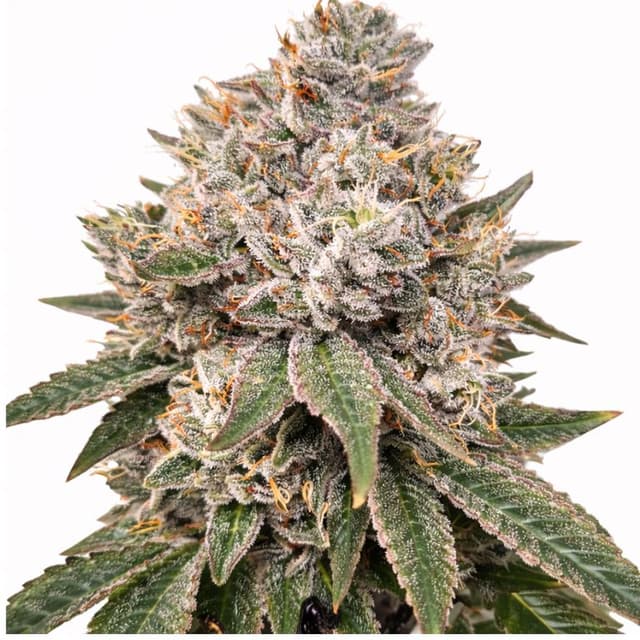 Gorilla Glue Feminized