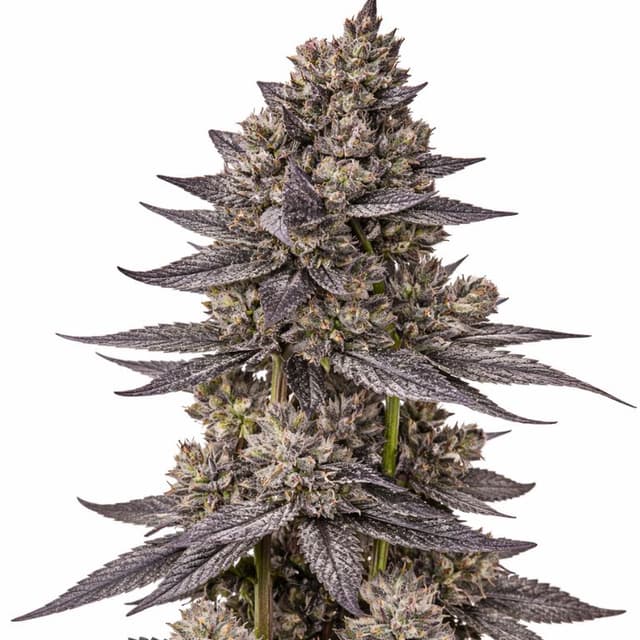Embalaje de semillas de cannabis Gorilla Nut — Royal King Seeds España
