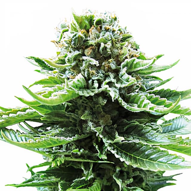 Embalaje de semillas de cannabis Grand Hindu — Royal King Seeds España