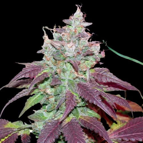 Embalaje de semillas de cannabis Grape Cookies — Royal King Seeds España