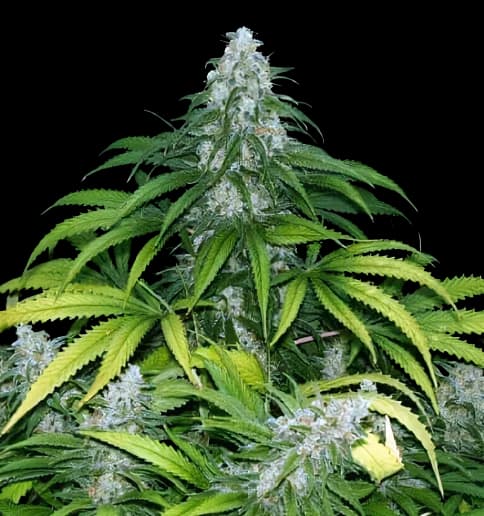 Embalaje de semillas de cannabis Grape Krush — Royal King Seeds España