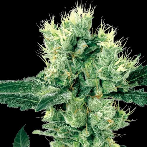 Embalaje de semillas de cannabis Grape Valley Kush — Royal King Seeds España