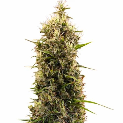 Embalaje de semillas de cannabis Grapefruit Diesel — Royal King Seeds España