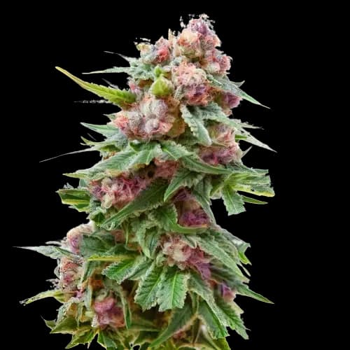 Embalaje de semillas de cannabis Grapefruit Kush — Royal King Seeds España