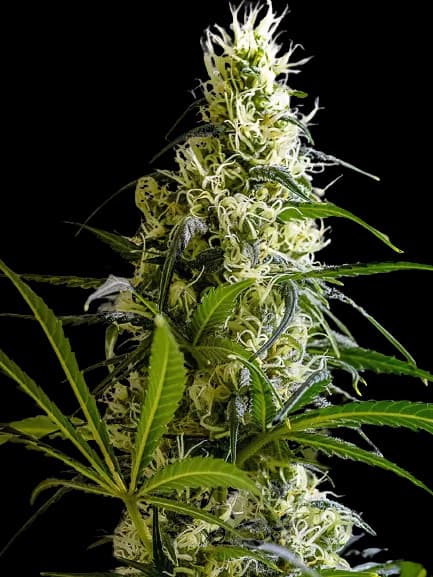 Green Avenger Feminized