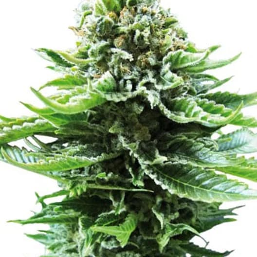 Embalaje de semillas de cannabis Green Line OG — Royal King Seeds España