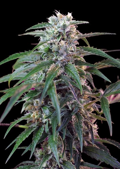 Green Poison Feminized