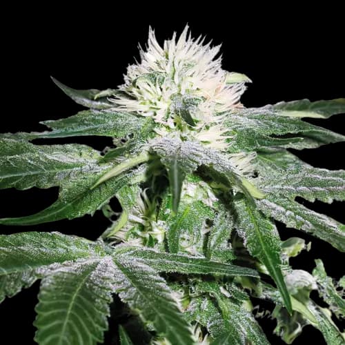 Embalaje de semillas de cannabis Green Ribbon — Royal King Seeds España