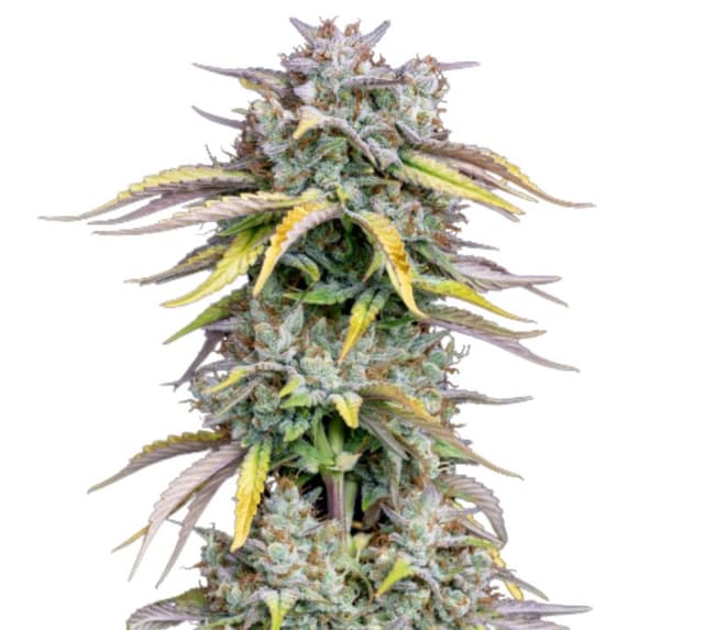 Grilled Cheese Feminized