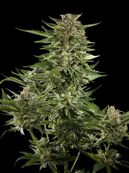 Embalaje de semillas de cannabis Guido Kush — Royal King Seeds España
