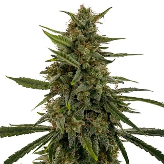 Embalaje de semillas de cannabis Hells OG Haze — Royal King Seeds España