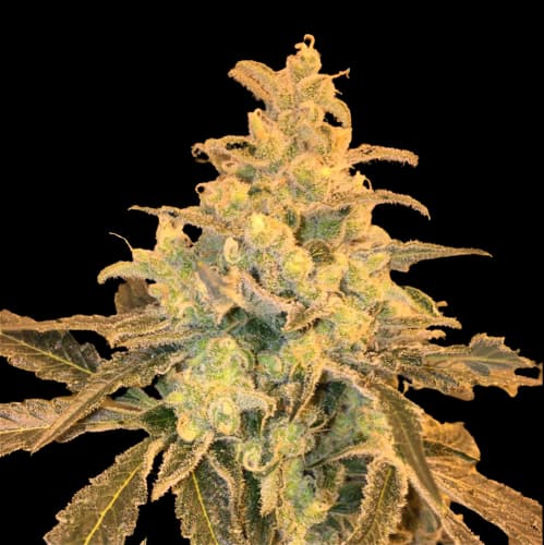 Embalaje de semillas de cannabis Honey Bananas — Royal King Seeds España