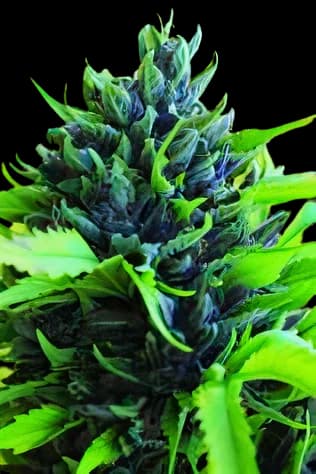 Embalaje de semillas de cannabis Humboldt Dream — Royal King Seeds España