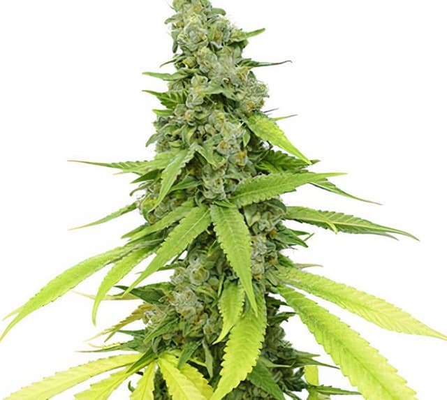 Hyper Critical Feminized